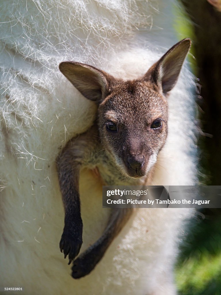 Young wallaby in mother's pouch