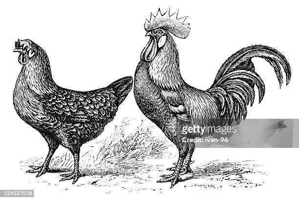chicken and cockerel - rooster print stock illustrations