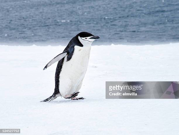 pingüino barbijo caminar en la nieve en antarticta - chinstrap penguin fotografías e imágenes de stock
