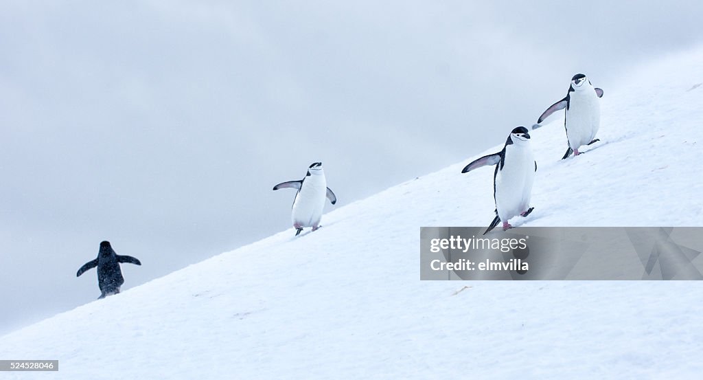 Drei Kinnriemen Pinguine zu Fuß auf Schnee im Antarticta