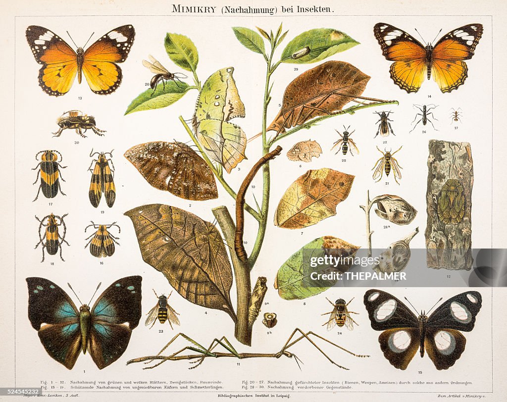 Insect Camouflage engraving 1895