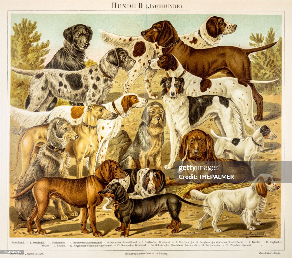 Dogs for hunting engraving 1895