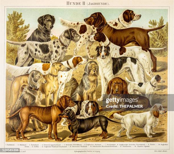 dogs for hunting engraving 1895 - lithograph stock illustrations stock illustrations