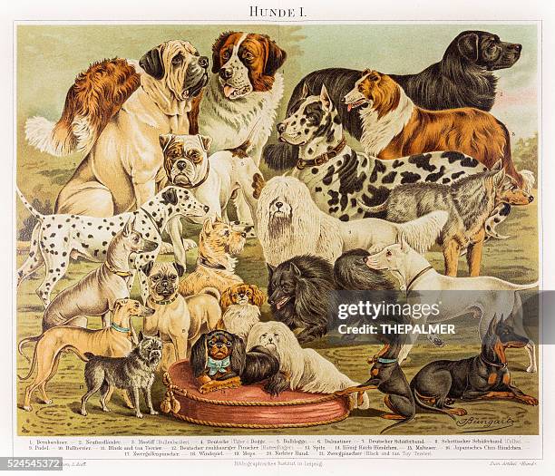dogs hounds engraving 1895 - poodle stock illustrations