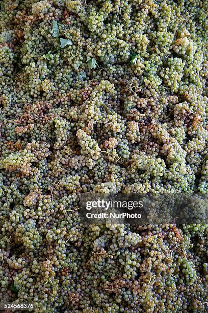 September 07- SPAIN: grape harvest in the catalan town of Sant Sadurni d'Anoia, the largest producer of cava and wine of Catalunya. Photo: Joan Valls...