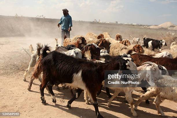 Palestinian Bedouin man who takes care of sheep near clashes with Israeli troops near the Israeli border fence in northeast Gaza October 10, 2015....