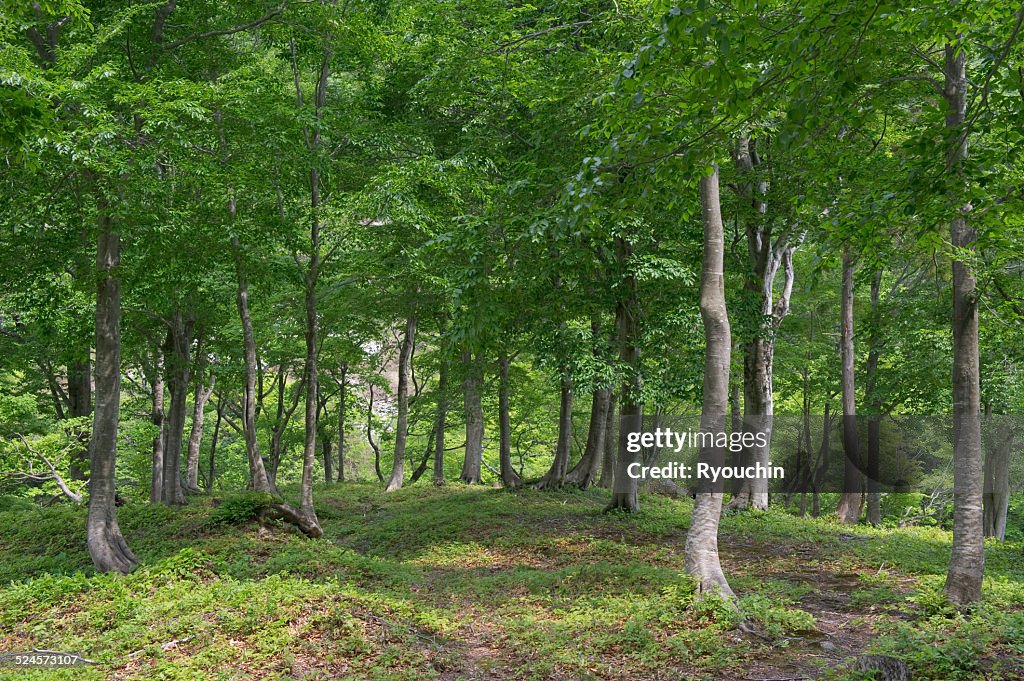 Forest of the Japanese beech