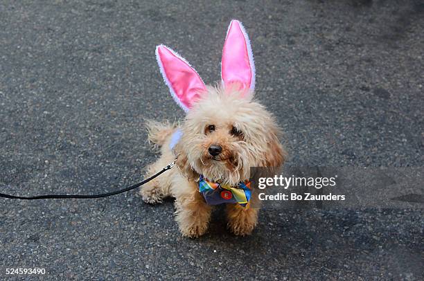 small dog with pink ears at the nyc easter parade. - dog easter stock-fotos und bilder