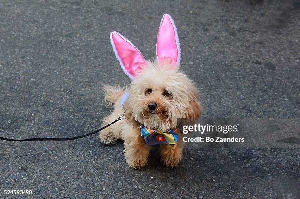 small dog with pink ears at the nyc easter parade. - dog parade stock pictures, royalty-free photos & images