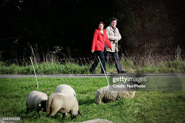 Sheep are seen eating gras near the border of The Hague in Leidschendam, The Netherlands on 19 September 2015. Farmers are encouraged by local...