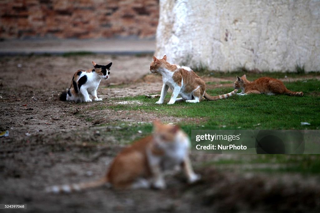 Cats Eat Leftovers The Palestinians To Refrain From Eating After 16 cats-eat-leftovers-the-palestinians-to-refrain-from-eating-after-16