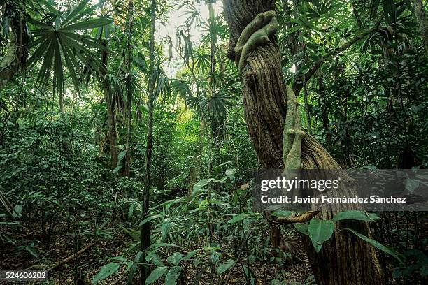 the impressive green interior rainforest biological reserve the cloud forest of monteverde in costarica, with their trunks and lianas. - foresta pluviale di monteverde foto e immagini stock