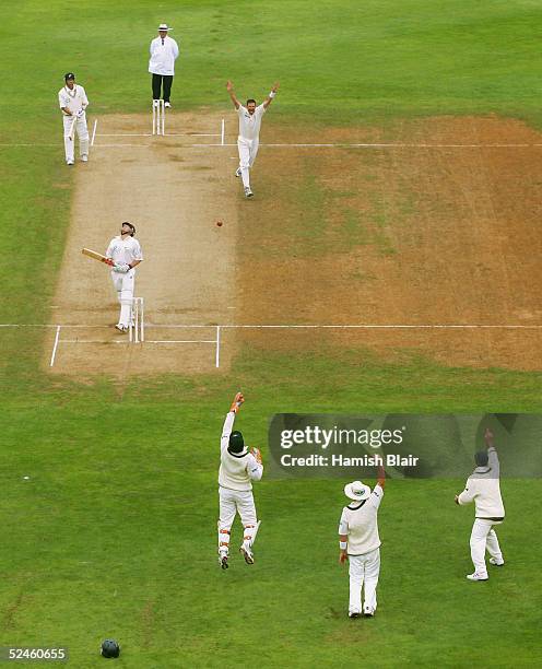 Michael Kasprowicz of Australia celebrates the wicket of Lou Vincent of New Zealand during day four of the 2nd Test between New Zealand and Australia...