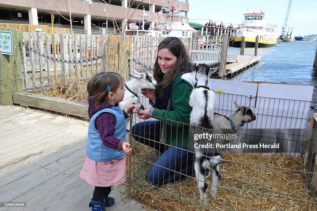 Baby goats