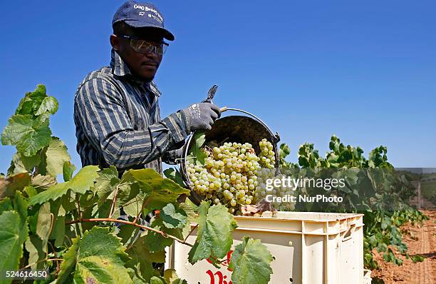 September 07- SPAIN: grape harvest in the catalan town of Sant Sadurni d'Anoia, the largest producer of cava and wine of Catalunya. Photo: Joan Valls...