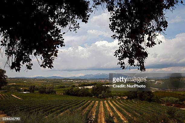 September 07- SPAIN: grape harvest in the catalan town of Sant Sadurni d'Anoia, the largest producer of cava and wine of Catalunya. Vines with the...