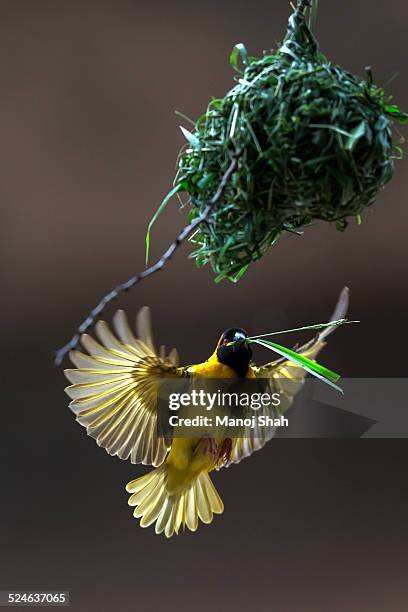 black headed weaver building nest - nesting ground stock pictures, royalty-free photos & images