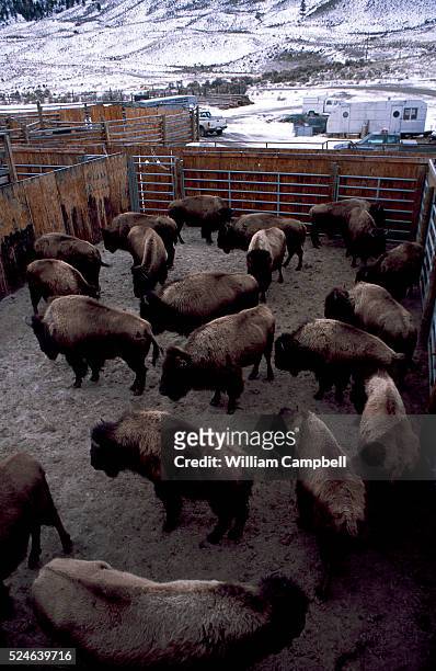 Wild bison in the Stevens Creek capture facility in Yellowstone National Park await shipment to slaughter. 231 bison were captured and sent to...