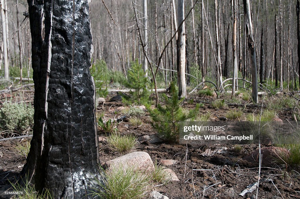 Forest Fire Regrowth