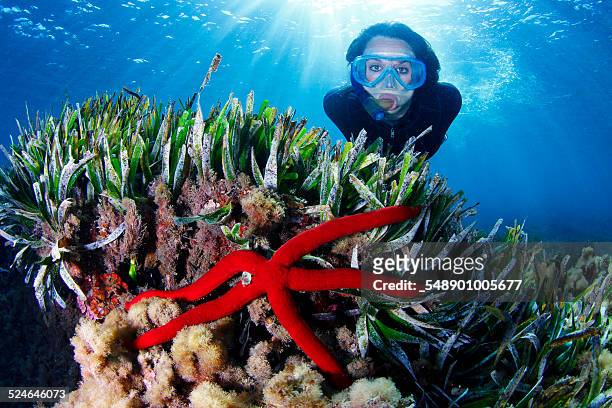 underwater - cabo de gata stock pictures, royalty-free photos & images