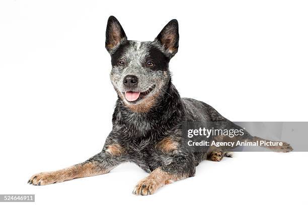 australian cattle dog - australian cattle dog imagens e fotografias de stock