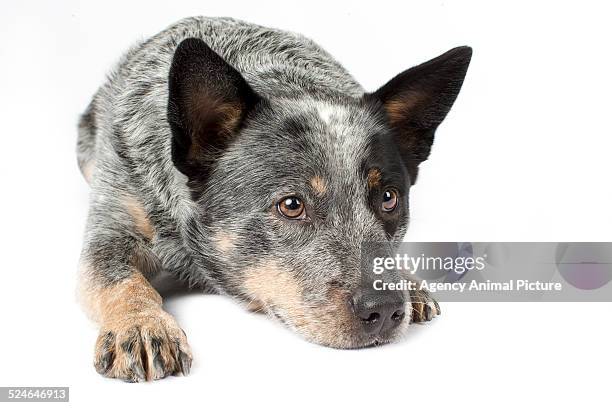 australian cattle dog - australian cattle dog imagens e fotografias de stock