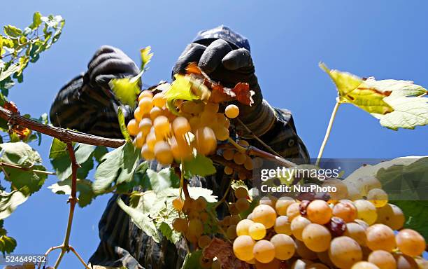 September 07- SPAIN: grape harvest in the catalan town of Sant Sadurni d'Anoia, the largest producer of cava and wine of Catalunya. Photo: Joan Valls...