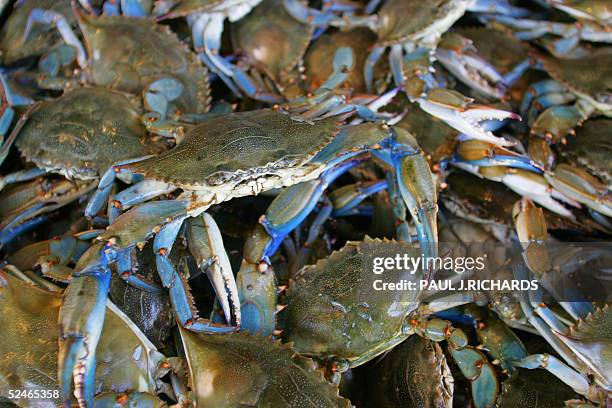 Blue Crabs wait in a bin 21 March 2005, at the Maine Avenue Fish Market in Washington, DC. AFP Photo/Paul J. RICHARDS