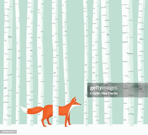 bildbanksillustrationer, clip art samt tecknat material och ikoner med aspen fox - birch tree