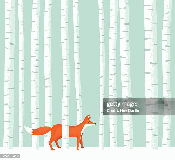 aspen fox - aspen tree illustration stock illustrations