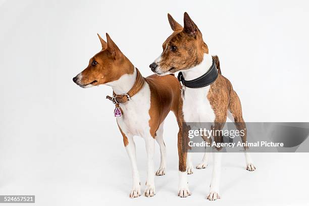 basenji - basenji bildbanksfoton och bilder