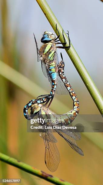 mating dragonflies (anax imperator) - emperor dragonfly stock pictures, royalty-free photos & images