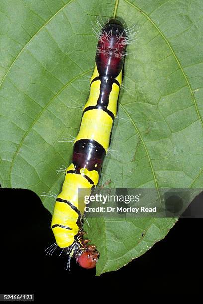 large, brightly coloured rainforest caterpillar - warning coloration stockfoto's en -beelden