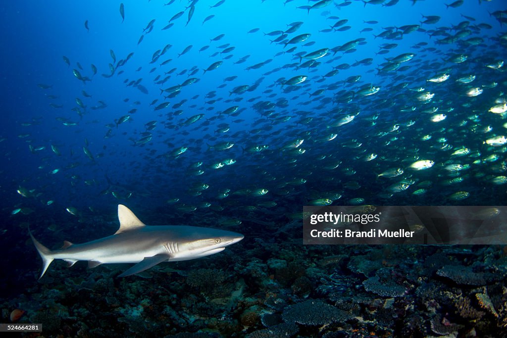 A grey reef shark on dinner patrol