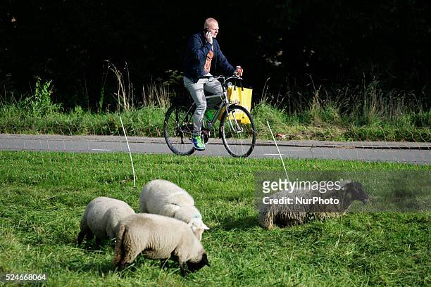 Sheep are seen eating gras near the border of The Hague in Leidschendam, The Netherlands on 19 September 2015. Farmers are encouraged by local...