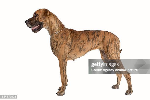 great dane - deutsche dogge stock-fotos und bilder