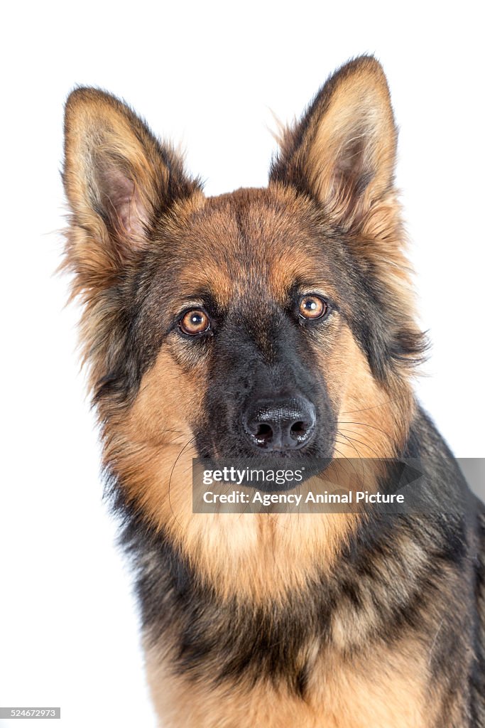 German shepherd