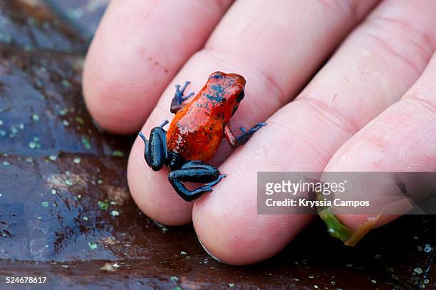 blue jeans poison dart frog on a man hand - sarapiquí stock-fotos und bilder