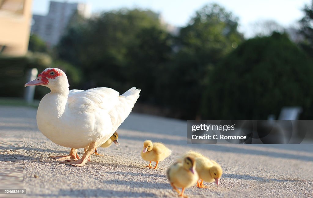 Mother goose and her chicks