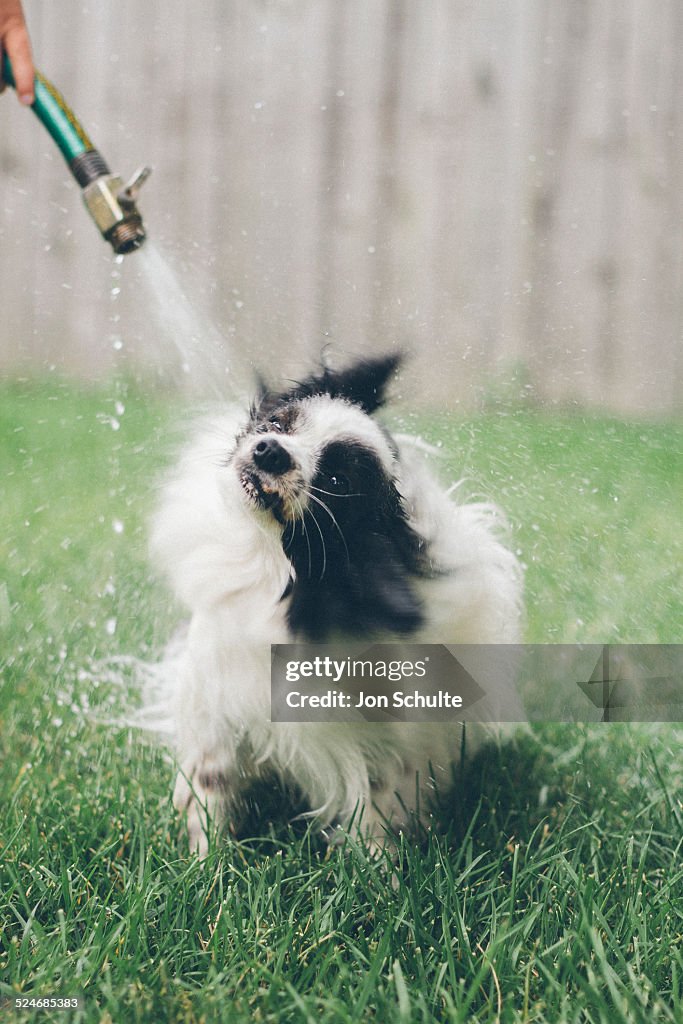 Dog bath outside