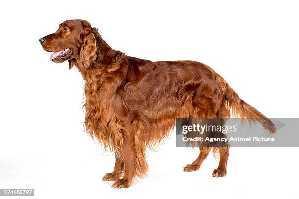 irish setter - irish setter stock pictures, royalty-free photos & images