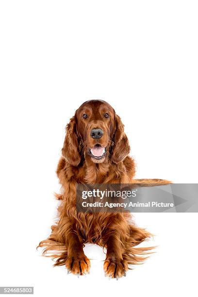 irish setter - irish setter stock pictures, royalty-free photos & images