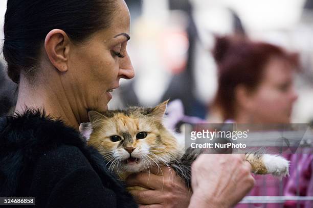February 2016 - On Sunday a cat show with several thousand visitors took place at the newly built Zielony Arkady shopping mall. On February 17th in...