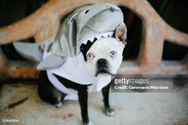 Boston terrier in shark costume