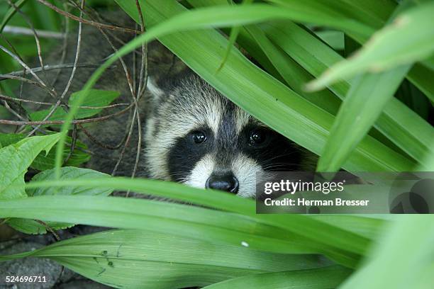 raccoon bandit - bandit raccoon stockfoto's en -beelden