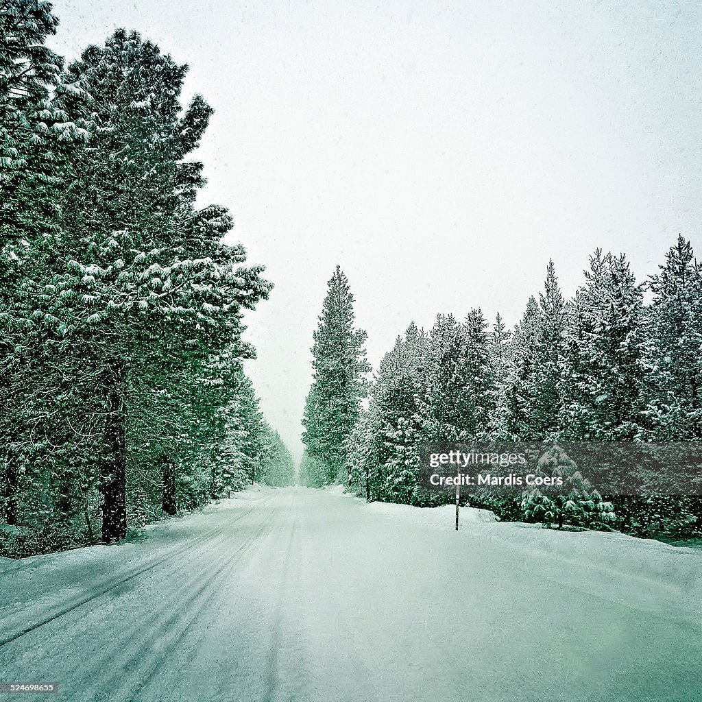 Snow-covered road and pine trees.