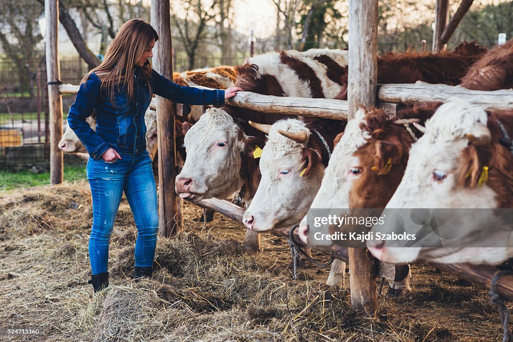 Young woman with Cattles in the Farm