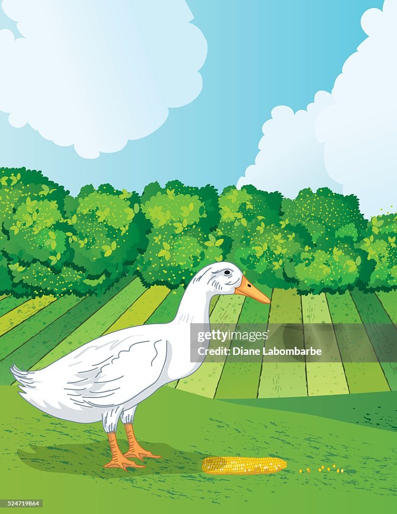 Duck Eating Corn On The Cob Outside On A Farm High-Res Vector Graphic -  Getty Images