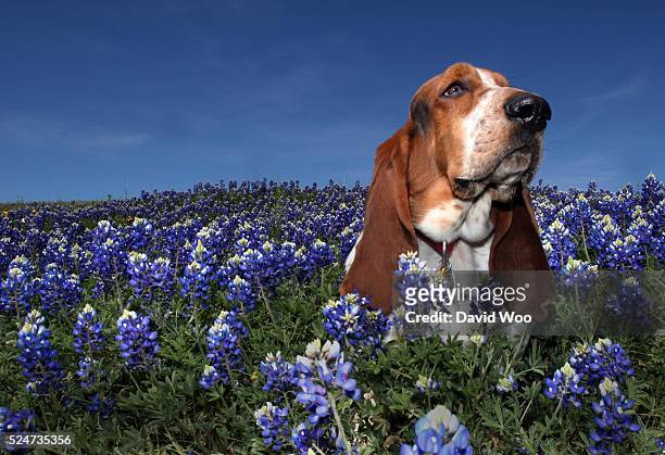 Chester, a two-year-old basset hound, takes time out of his busy day, to stop and smell the Texas Bluebonnets.