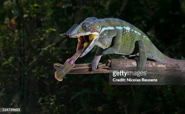 retracting the tongue - chameleon tongue foto e immagini stock